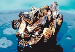 Ballast Zebra Mussels.jpg